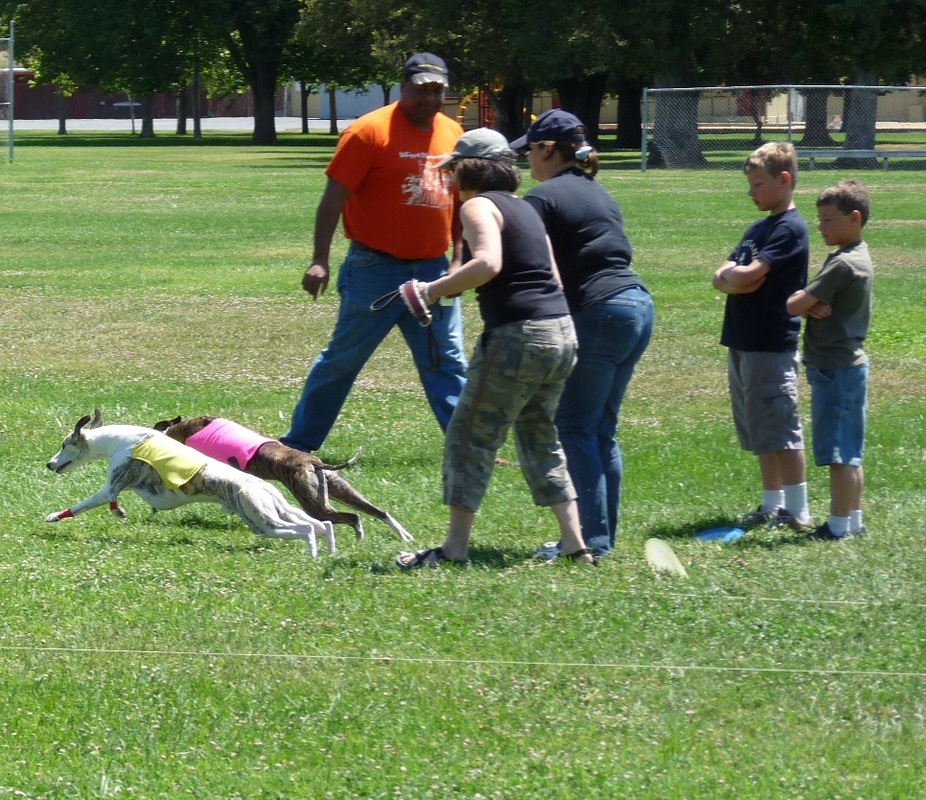 Lure Coursing Invention for Dog Agility