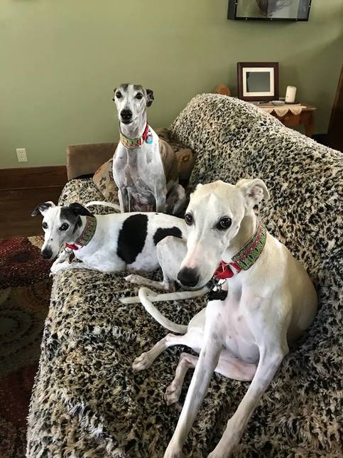 greyhound and whippet rescue